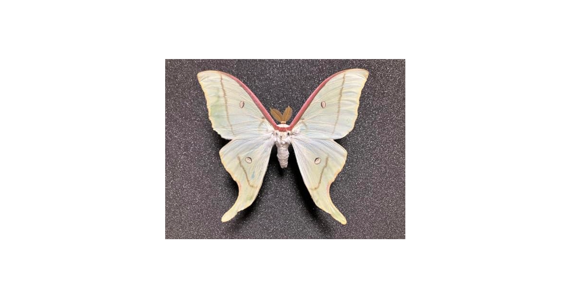 美品アメリカオオミズアオ蛾標本